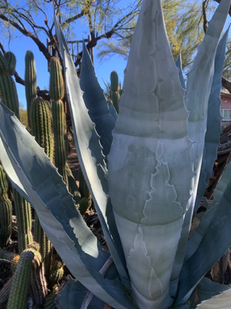 Jan 27 - Have you ever noticed the markings on a Blue Agave's large fleshy leaves? Gorgeous! Jan 27 - Have you ever noticed the markings on a Blue Agave's large fleshy leaves? Gorgeous!
